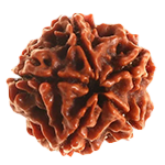 Rudraksha and Benefits